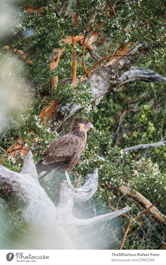 Cara Cara - Falken Umwelt ästhetisch Tier sitzen stehen Argentinien Baum warten Krallen Metallfeder Blatt Greifvogel Farbfoto Außenaufnahme Menschenleer