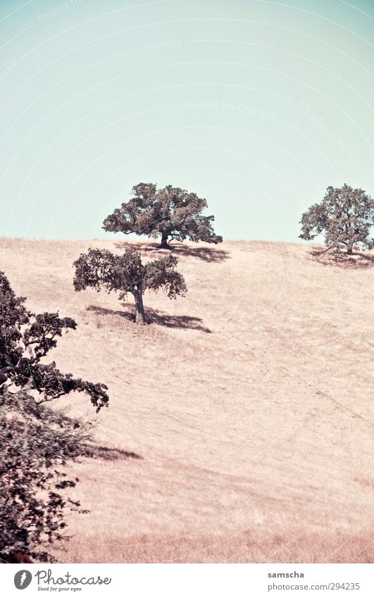 Freiheit Sommer wandern Umwelt Natur Landschaft Himmel Wiese Hügel heiß natürlich trocken Wärme Abenteuer Baum Kalifornien vertrocknet sommerlich Sommertag