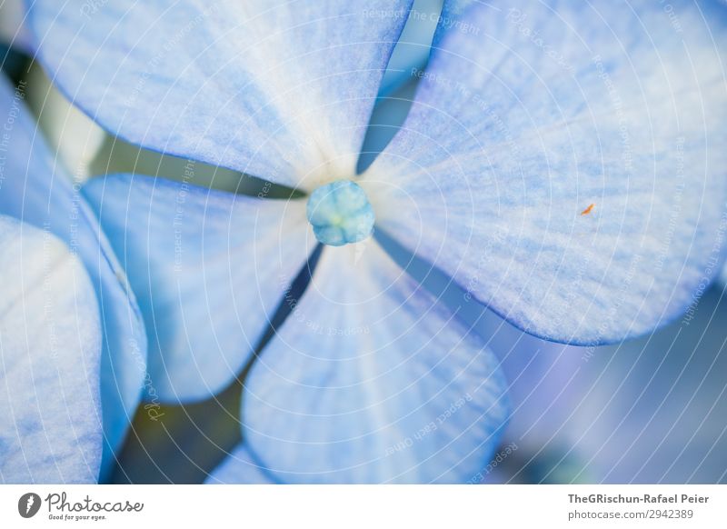 Hortensie Pflanze blau weiß Blüte Blume Strukturen & Formen Farbverlauf Detailaufnahme violett Farbfoto Außenaufnahme Makroaufnahme Menschenleer