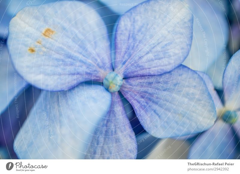 Hortensie Natur blau violett Pflanze Blume Detailaufnahme Fleck Strukturen & Formen Farbverlauf Muster Farbfoto Außenaufnahme Makroaufnahme Menschenleer