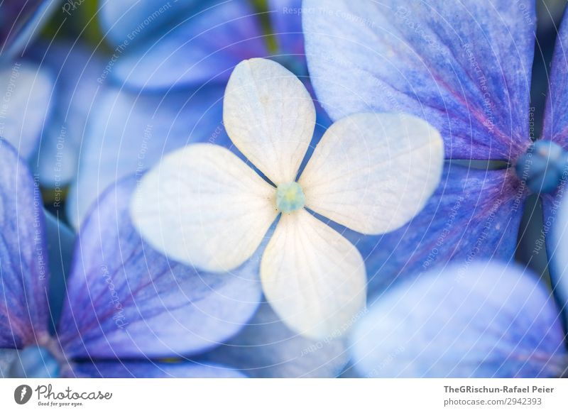 Hortensie Pflanze blau weiß 4 Blatt Blüte violett Strukturen & Formen Detailaufnahme Außenaufnahme Makroaufnahme Menschenleer Textfreiraum links