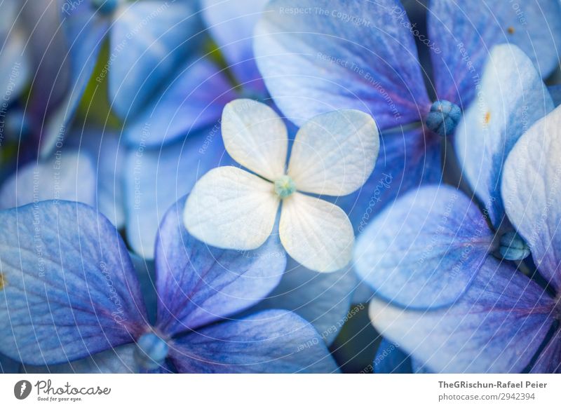 Hortensie Pflanze blau weiß violett Blume Blüte Farbverlauf Strukturen & Formen Farbfoto Nahaufnahme Detailaufnahme Menschenleer Textfreiraum links