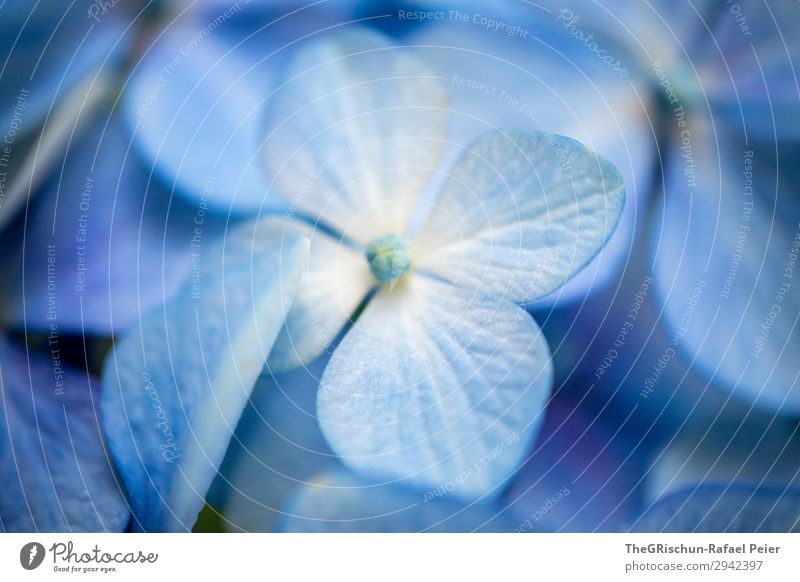 Hortensie Pflanze blau weiß violett bläulich Strukturen & Formen Blüte Blume 4 Schwache Tiefenschärfe Farbfoto Nahaufnahme Detailaufnahme Menschenleer