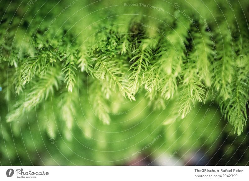 Moos Pflanze grün Gras Detailaufnahme Wachstum Farbverlauf Strukturen & Formen Farbfoto Außenaufnahme Makroaufnahme Menschenleer Textfreiraum oben