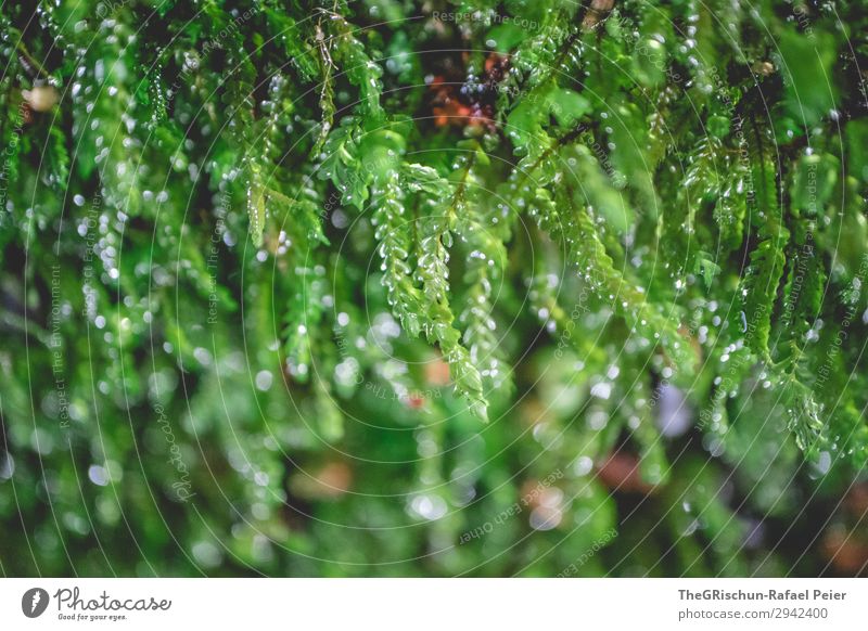 Detail Pflanze grün Wasser feucht Tropfen Wachstum Moos Detailaufnahme Strukturen & Formen Farbfoto Außenaufnahme Nahaufnahme Makroaufnahme Menschenleer