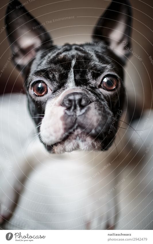 Boston Terrier Portrait Tier Haustier Hund Tiergesicht 1 beobachten Blick frech Freundlichkeit Fröhlichkeit schön lustig Neugier niedlich schwarz weiß Gefühle
