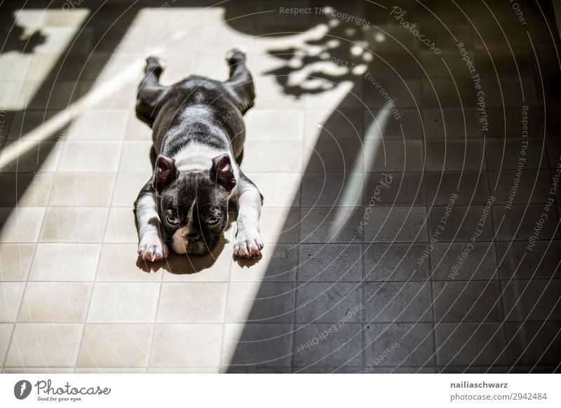 Relax Lifestyle Häusliches Leben Küche Tier Hund Welpe französische Bulldogge 1 Tierjunges Bodenbelag Schatten beobachten Erholung liegen schlafen klein lustig