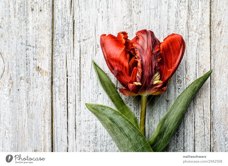 Tulpe Pflanze Blume Nutzpflanze Garten Park Blumenstrauß Holz Duft einfach frisch natürlich grau grün rot friedlich Reinheit Energie Frieden Idylle Lebensfreude