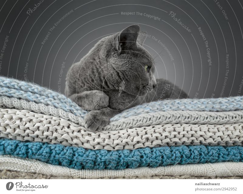 Relax Lifestyle elegant Erholung ruhig stricken Häusliches Leben Wohnung Tier Haustier Katze Russisch Blau 1 Decke Seil Strickdecke beobachten Blick authentisch