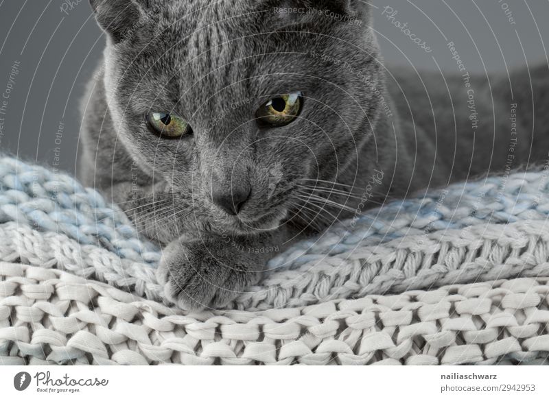 Russisch Blau Katze Lifestyle elegant harmonisch Wohlgefühl Erholung ruhig Häusliches Leben Tier Haustier Tiergesicht russisch blau Katze 1 Decke Strickdecke