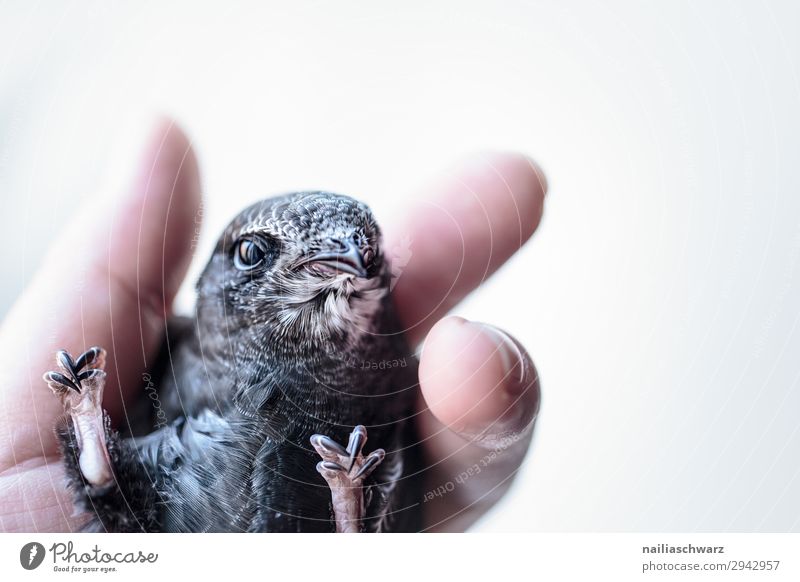 Mauersegler Sommer Mensch Hand Finger Tier Wildtier Vogel Tiergesicht Tierjunges beobachten festhalten Blick Gesundheit klein Neugier niedlich schön grau