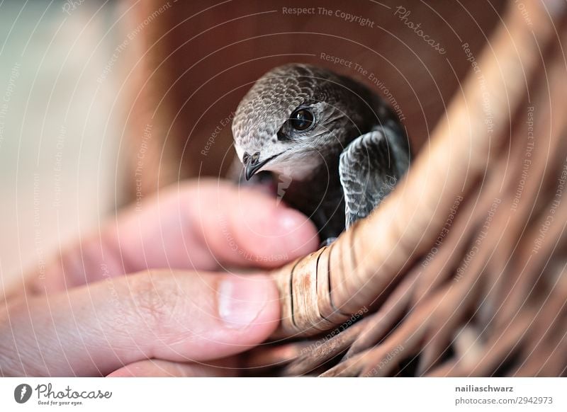 Mauersegler Sommer Hand Tier Vogel 1 Tierjunges Korb festhalten Blick Freundlichkeit klein Neugier niedlich Kraft Vertrauen Sicherheit Schutz Sympathie