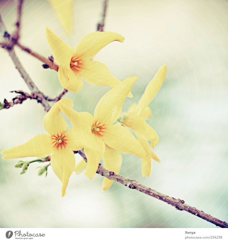 Frühlingserwachen Umwelt Natur Pflanze Sträucher Blüte Forsythienblüte Blühend gelb orange türkis zart Ast Retro-Farben Fröhlichkeit Frühlingsgefühle