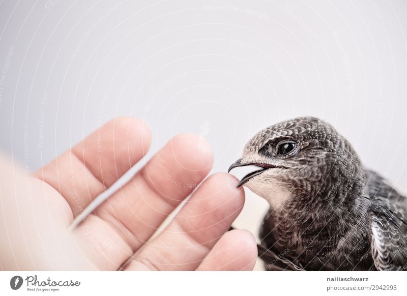 Mauersegler & Mensch Sommer Hand Finger Umwelt Natur Tier Luft Vogel Jungvogel beobachten Blick warten natürlich Neugier niedlich Gefühle Kraft Tatkraft