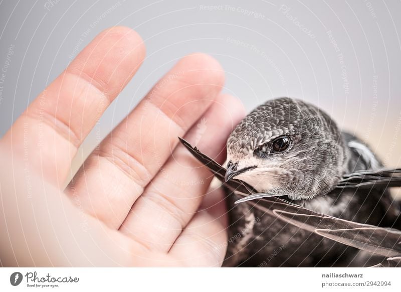 Mauersegler Sommer Hand Finger 1 Mensch Tier Wildtier Vogel Tierjunges festhalten Kommunizieren Freundlichkeit Zusammensein nah niedlich wild Frühlingsgefühle