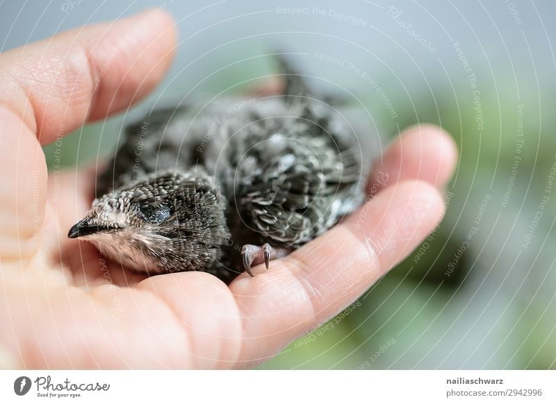 Mauersegler Sommer Hand Finger Umwelt Natur Tier Wildtier Vogel Nesthocker Tierjunges beobachten berühren Erholung festhalten hocken krabbeln natürlich niedlich
