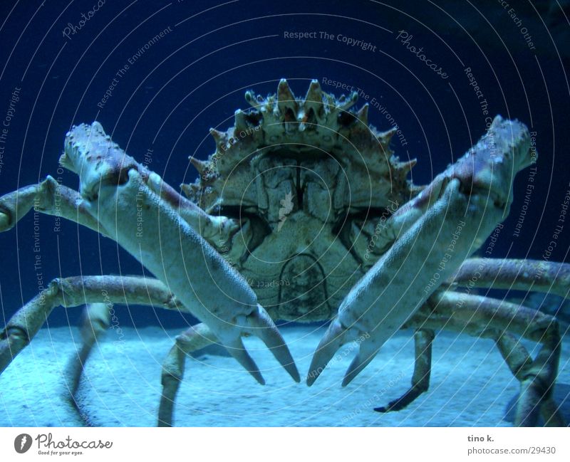 Krabbenshooting Meer Unterwasseraufnahme Nahaufnahme Tierporträt beeindruckend gefährlich Symmetrie bedrohlich 1 Greifer zwicken Farbfoto
