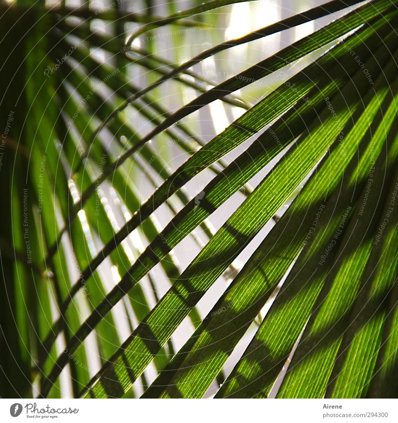 las palmas Ferien & Urlaub & Reisen Sommer Natur Pflanze Baum Blatt Grünpflanze Palme Palmenwedel Fächer netzartig frisch natürlich grün Schutz Geborgenheit