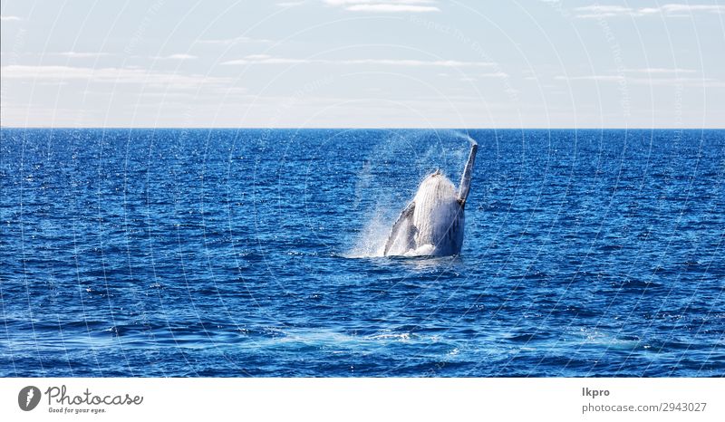 in australien ein freier wal im ozean schön Ferien & Urlaub & Reisen Freiheit Meer Insel Umwelt Natur Tier beobachten springen groß natürlich wild blau weiß Wal