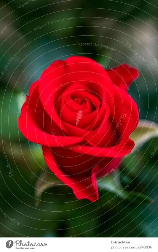 Rote Rose Wohlgefühl Zufriedenheit Sinnesorgane ruhig Sommer Blume Blüte Zeichen wählen Erholung Liebe Fröhlichkeit frisch Glück schön rot Freiheit Freude