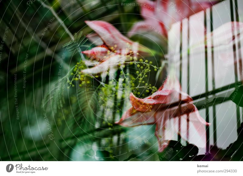Wachsen unterm Dach Pflanze Blume Blatt Blüte exotisch Garten Gewächshaus Blühend Wachstum grün rosa Farbfoto Gedeckte Farben Innenaufnahme Experiment