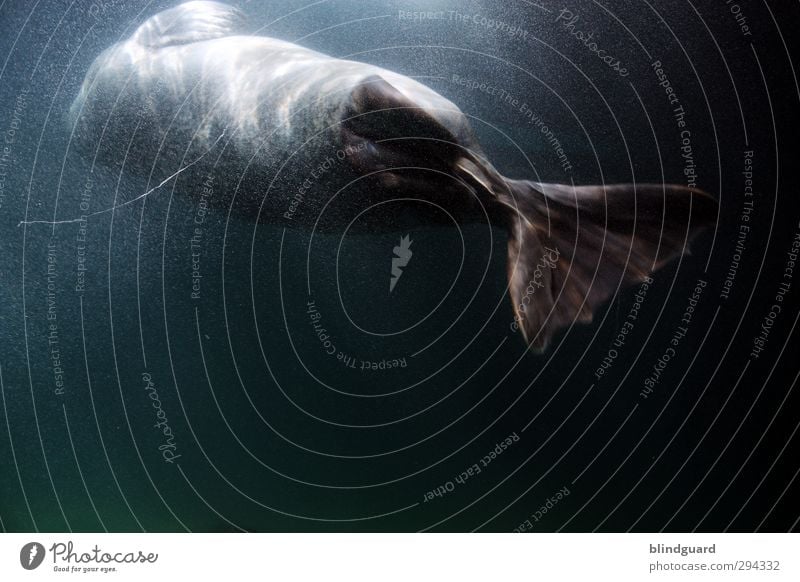 Zurück Tier Wasser Sonnenlicht Aquarium Seehund Robben 1 Jagd Schwimmen & Baden ästhetisch nass blau grau schwarz türkis Leben elegant Farbfoto