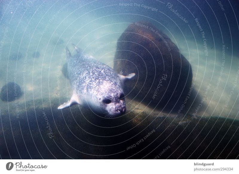 Vor Tier Wasser Sonnenlicht Tiergesicht Aquarium Robben Seehund 1 Jagd Schwimmen & Baden ästhetisch schön lustig nass Geschwindigkeit blau braun grau grün