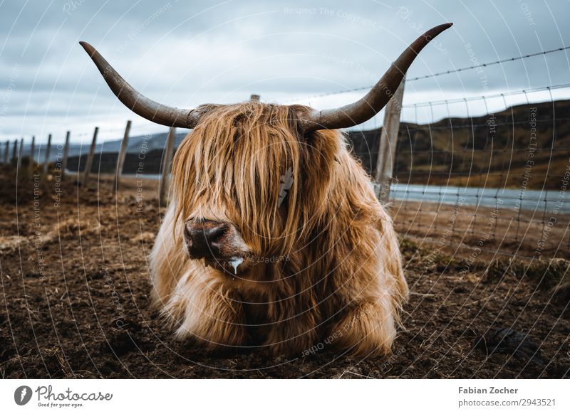 Schottisches Hochlandrind Ferien & Urlaub & Reisen Camping Natur Landschaft Tier Wolken Frühling schlechtes Wetter Nutztier Kuh 1 liegen außergewöhnlich dreckig