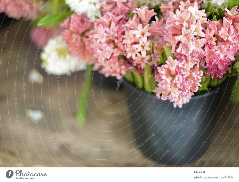 Hyazinthen Frühling Blume Blatt Blüte Blühend Duft rosa Blumenstrauß verkaufen Blumenhändler Eimer Vase Farbfoto mehrfarbig Nahaufnahme Menschenleer