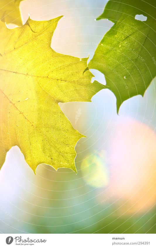 Sonnenlicht Natur Frühling Sommer Herbst Schönes Wetter Blatt Ahornblatt hell natürlich positiv Wärme gelb Farbfoto Außenaufnahme Menschenleer
