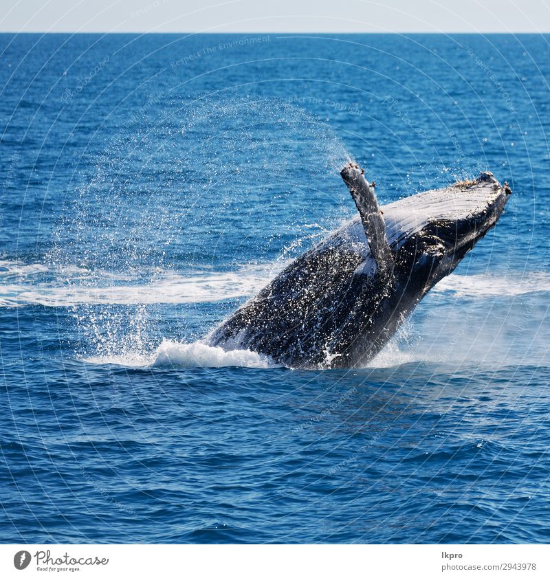 in australien ein freier wal im ozean schön Ferien & Urlaub & Reisen Freiheit Meer Insel Umwelt Natur Tier beobachten springen groß natürlich wild blau weiß Wal