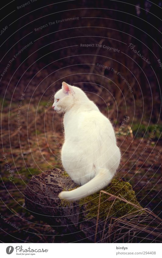 weiße Katze auf einem Baumstamm Natur 1 Tier Blick sitzen ästhetisch natürlich positiv schön braun ruhig Gelassenheit Zufriedenheit Farbfoto Gedeckte Farben