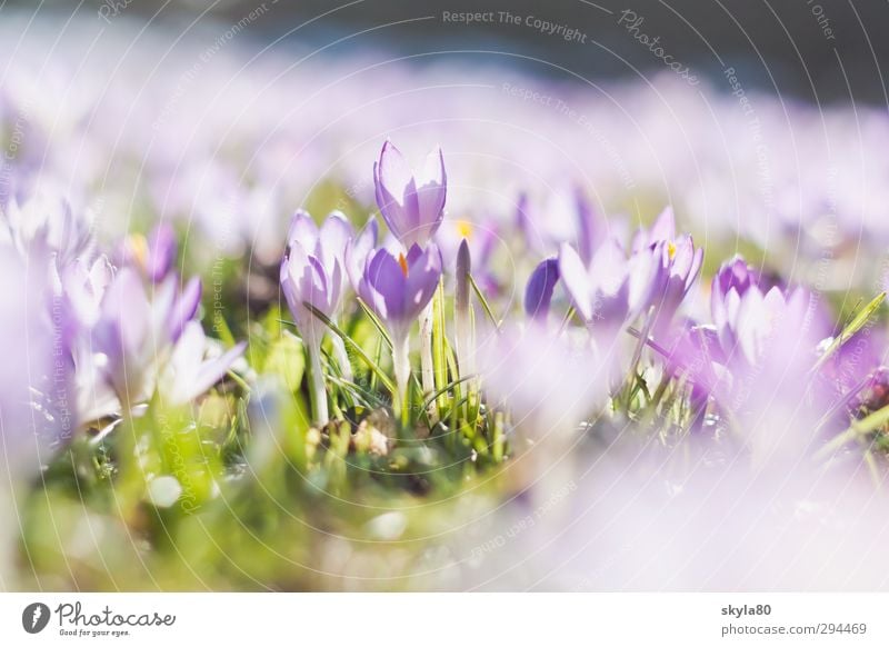 Frühlingsgefühle Wiese Blume Krokusse violett Natur Pflanze Garten Blütenknospen aufwachen frisch zart Pastellton Frühlingsblume Frühlingskrokus Frühlingstag