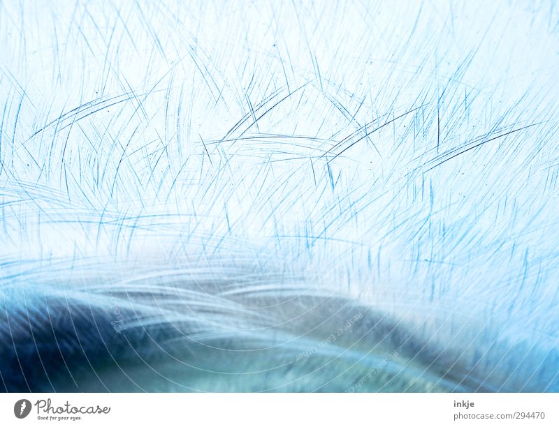 EIS [Winter kann schön sein] Eis Frost Wasser Linie Kratzer kalt blau Eisfläche verkratzt Blauton gefroren Strukturen & Formen Farbfoto Außenaufnahme