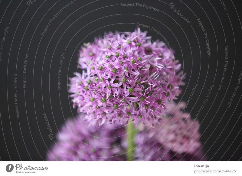 Zierlauch Umwelt Natur Pflanze violett schwarz rund Blume Blüte Farbfoto Gedeckte Farben Innenaufnahme Studioaufnahme Nahaufnahme Menschenleer