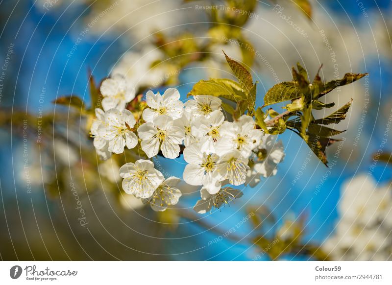 Weisse Kirschblüten Natur Pflanze Duft Erholung weich blau weiß Leben Lebensfreude Hintergrundbild Blüte Blütenknospe Frühling Blütenzweig Jahreszeit schön Baum