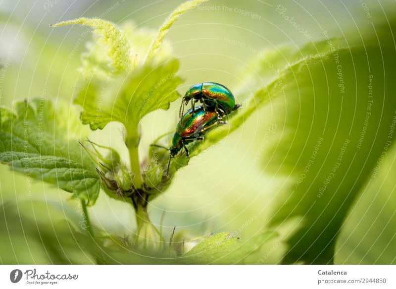 Hinterhältig | Blattkäfer auf einem Blatt der Taubnessel Natur Pflanze Tier Frühling Blüte Brennnessel Garten Wiese Feld Käfer Ovaläugiger Blattkäfer Insekt 2