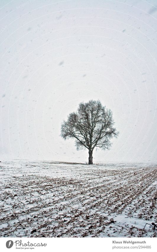 Quercus, Solitärer Eichenbaum den der Schneesturm von seiner Umwelt isoliert . Natur Landschaft Pflanze Winter schlechtes Wetter Eis Frost Schneefall Baum Feld