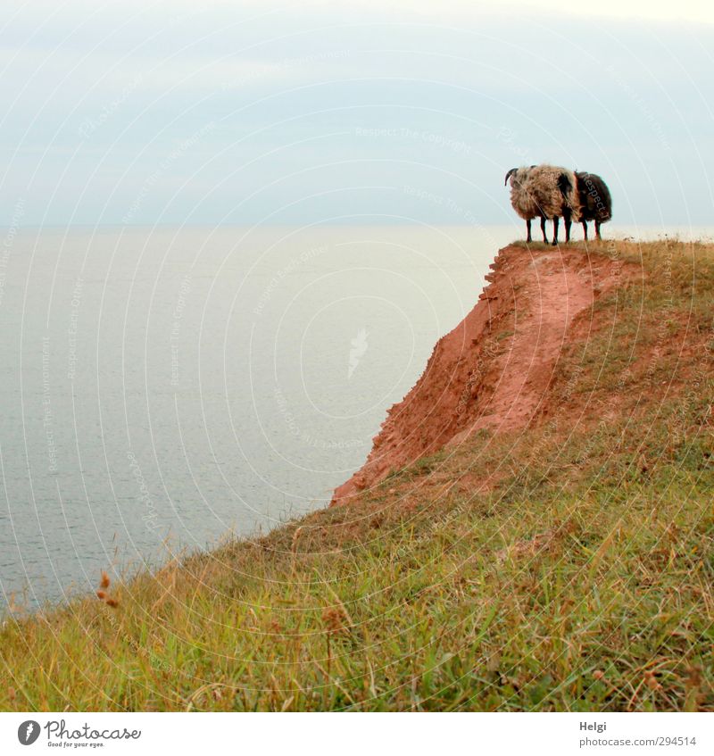 und nu....??? Freiheit Sommer Meer Insel Umwelt Natur Landschaft Wasser Pflanze Gras Wiese Felsen Seeufer Nordsee Helgoland Tier Nutztier Fell Schaf 2 Blick
