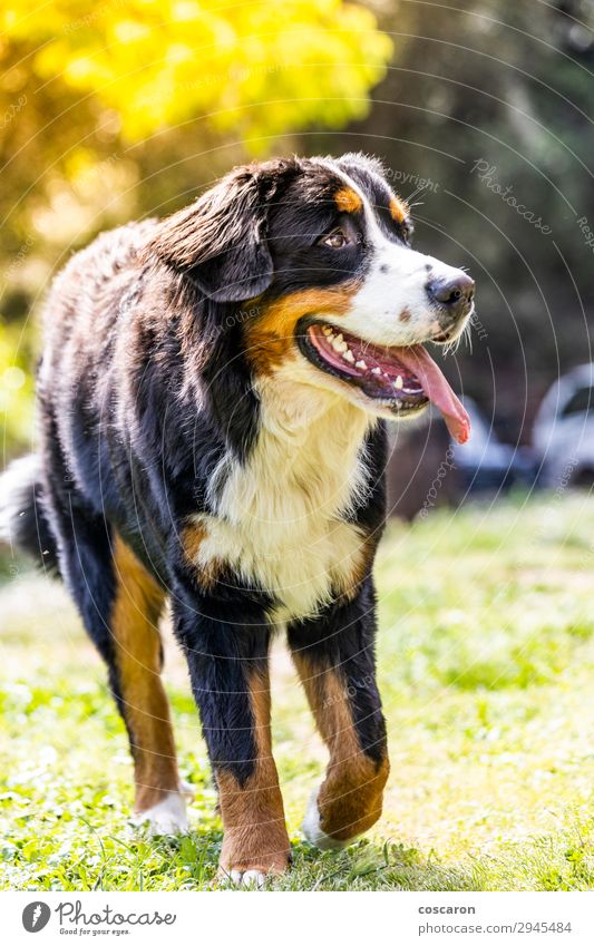 Porträt eines Berner Sennenhundes im Freien. Sennenhund. Freude Glück schön Sommer Berge u. Gebirge Garten Natur Tier Gras Park Wiese Feld Haustier Hund 1