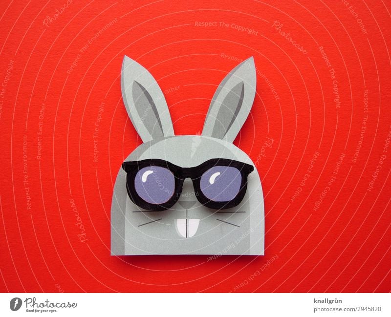 Hasenvater Tier Hase & Kaninchen 1 Sonnenbrille lustig niedlich grau rot schwarz Gefühle Freude Kreativität Hasenohren Hasenzahn Farbfoto Studioaufnahme