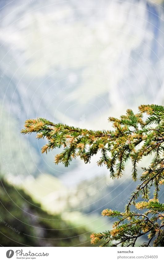 Nadelbaum Umwelt Natur Pflanze Baum Wald Alpen Wachstum natürlich wild grün Naturschutzgebiet Naturerlebnis Ast Freiheit frei Pflanzenteile Berge u. Gebirge