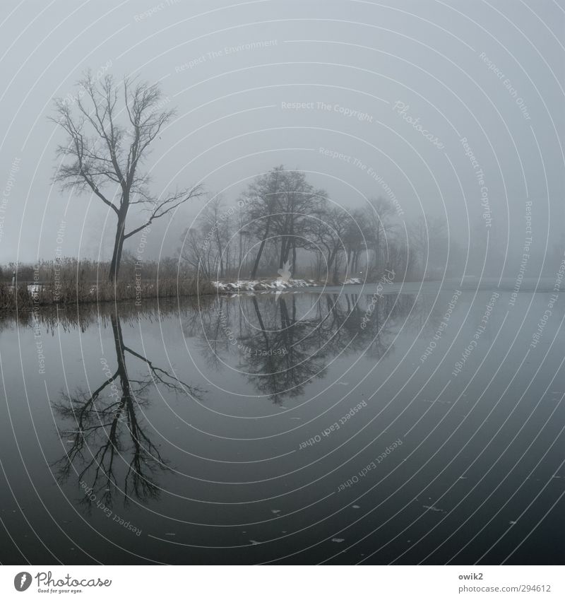 Lausitz Umwelt Natur Landschaft Pflanze Wasser Horizont Winter Schönes Wetter Nebel Baum Sträucher kahl karg Seeufer warten dunkel Unendlichkeit trist blau