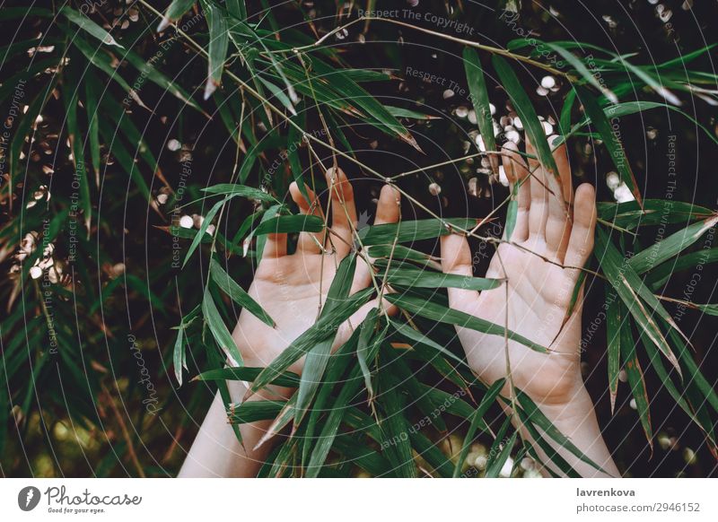 Hände greifen nach Bambuszweigen Landwirtschaft Hintergrundbild Finger Wald Garten grün Hand Natur Außenaufnahme Pflanze Erreichen Jahreszeiten Sommer Baum Frau