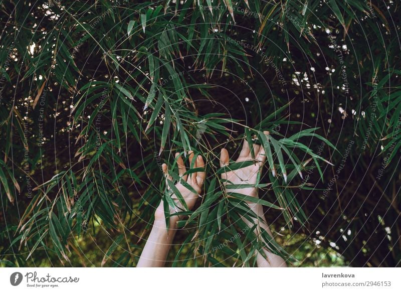 Hände greifen nach Bambuszweigen Hintergrundbild Finger Wald Garten grün Hand Natur Außenaufnahme Pflanze Erreichen Jahreszeiten Sommer Baum Frau