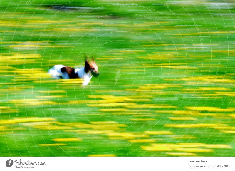 1, 2, 3 im Sauseschritt Pflanze Sommer Blume Wiese Hund rennen Geschwindigkeit grün Freude Lebensfreude Tierliebe Bewegung bizarr Freiheit Mobilität Natur