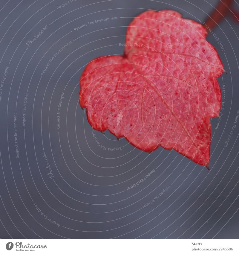 ein rotes Weinblatt Herz weinrot dekorativ Liebe rotes Herz Herbstliebe vollendet Verliebtheit romantisch Romantik Herzform herzförmig Naturform Oktober Idylle