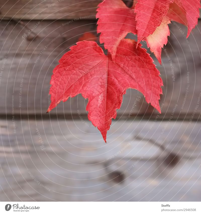 rote Weinblätter über einer Holzwand Blätter Herbstlaub Holzbrett Holzstruktur Herbstfarben Herbstfärbung Blattadern Holzfarbe schön dekorativ