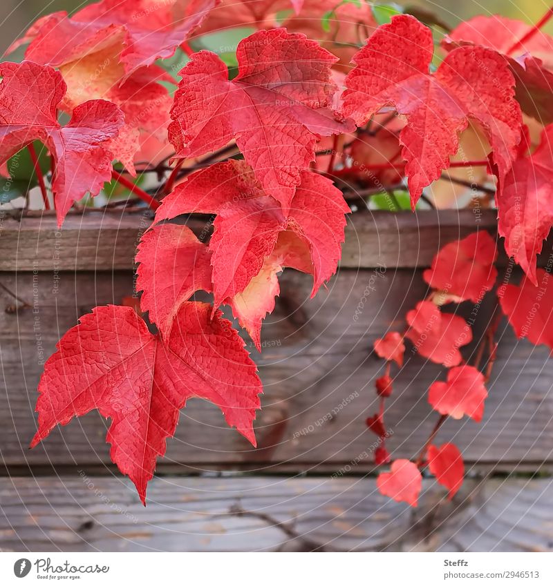 rote Weinblätter rote Blätter Kletterpflanzen Herbstlaub herbstliche Impression Herbstblätter Holzbrett Blattadern Gartenpflanzen rustikal dekorativ herzförmig