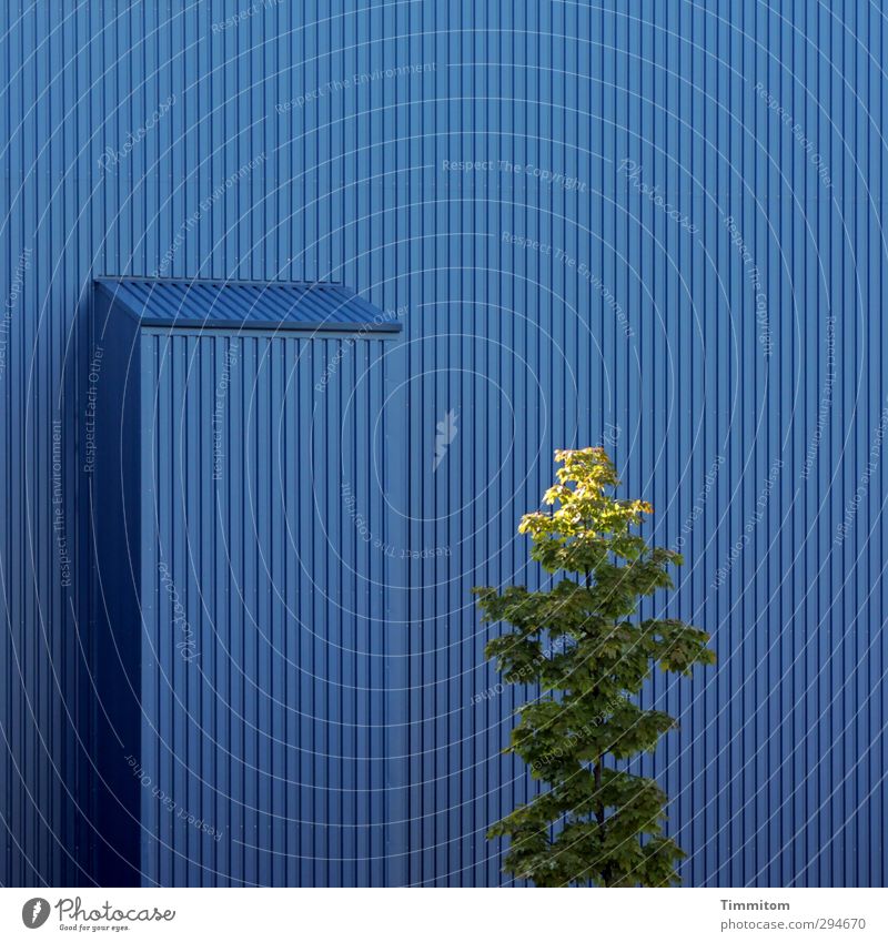Lichtblick | Kopfsache. Baum Saarbrücken Industrieanlage Gebäude Fassade Metall Wachstum ästhetisch einfach blau grün Gefühle erleuchten Linie Laubbaum Farbfoto